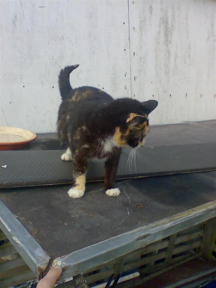 Huskat Mimmer billede 4