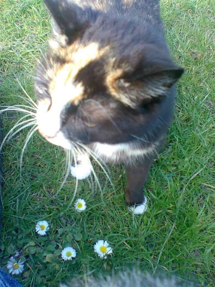 Huskat Mimmer billede 5