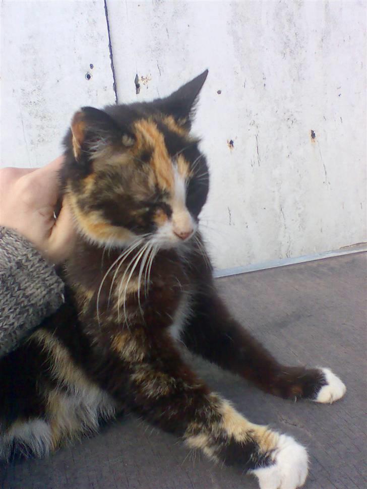 Huskat Mimmer billede 6