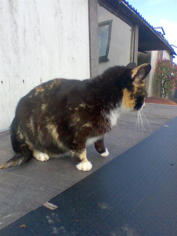 Huskat Mimmer billede 7