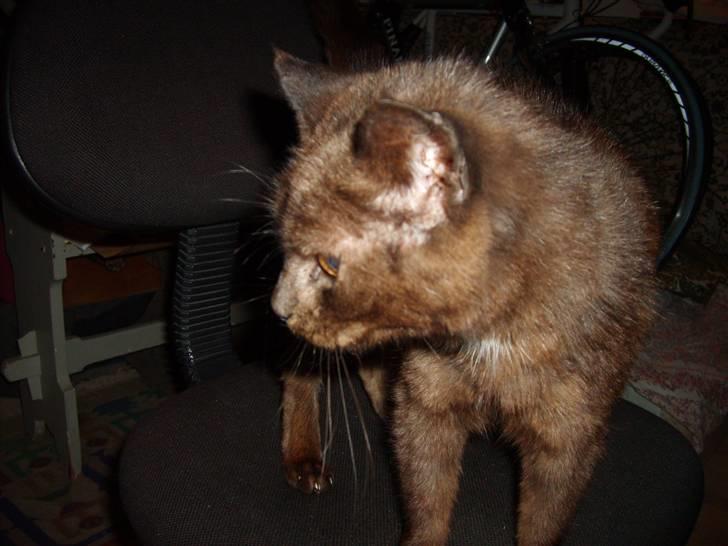 Huskat Kisor +død d.8-5-08+  :´( billede 3