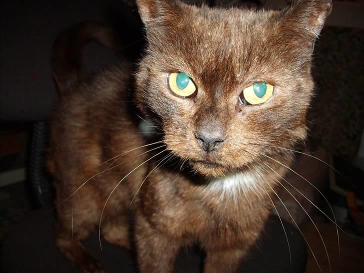 Huskat Kisor +død d.8-5-08+  :´( billede 4