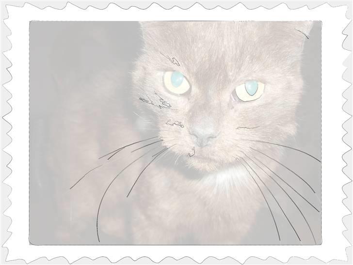 Huskat Kisor +død d.8-5-08+  :´( billede 5