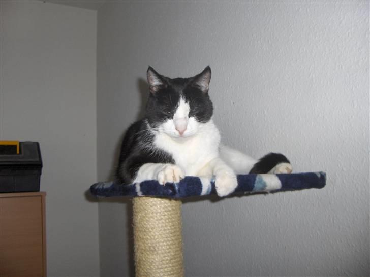 Huskat Elvis. kom hjem til søs.. billede 1