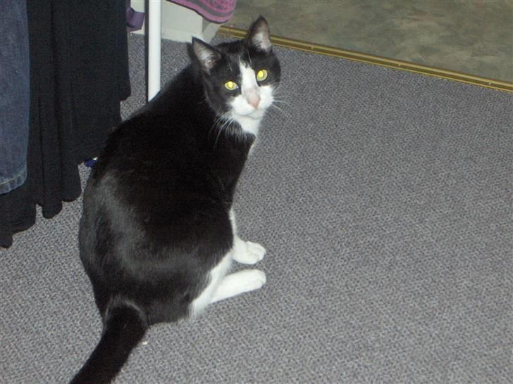 Huskat Elvis. kom hjem til søs.. billede 2