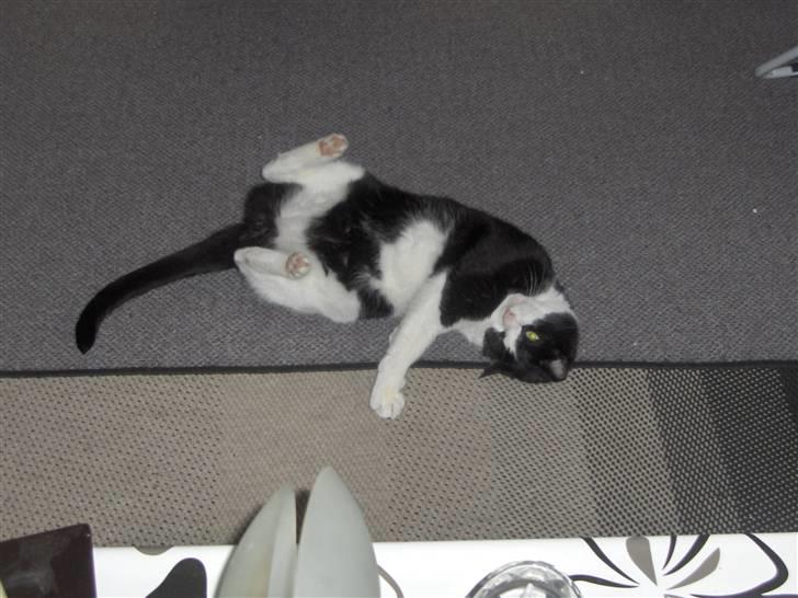 Huskat Elvis. kom hjem til søs.. billede 3