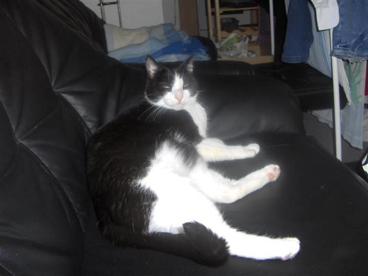 Huskat Elvis. kom hjem til søs.. billede 4