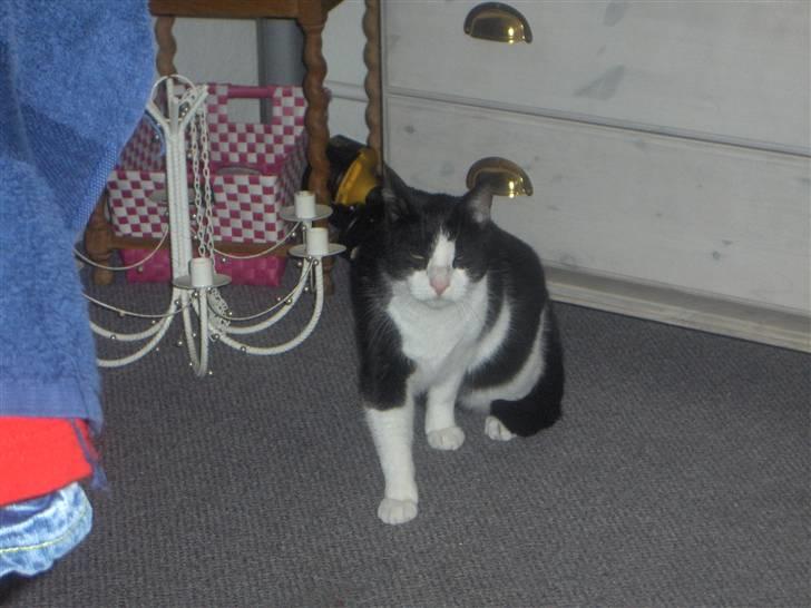 Huskat Elvis. kom hjem til søs.. billede 5