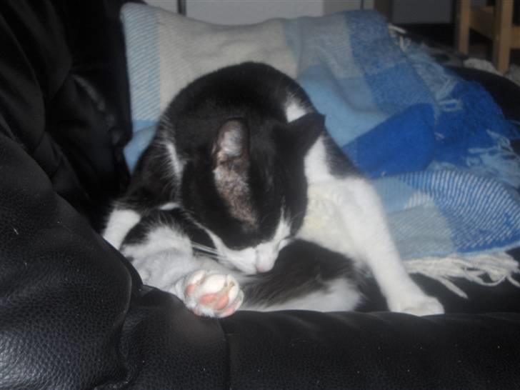 Huskat Elvis. kom hjem til søs.. billede 6