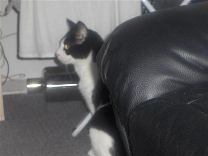 Huskat Elvis. kom hjem til søs.. billede 7