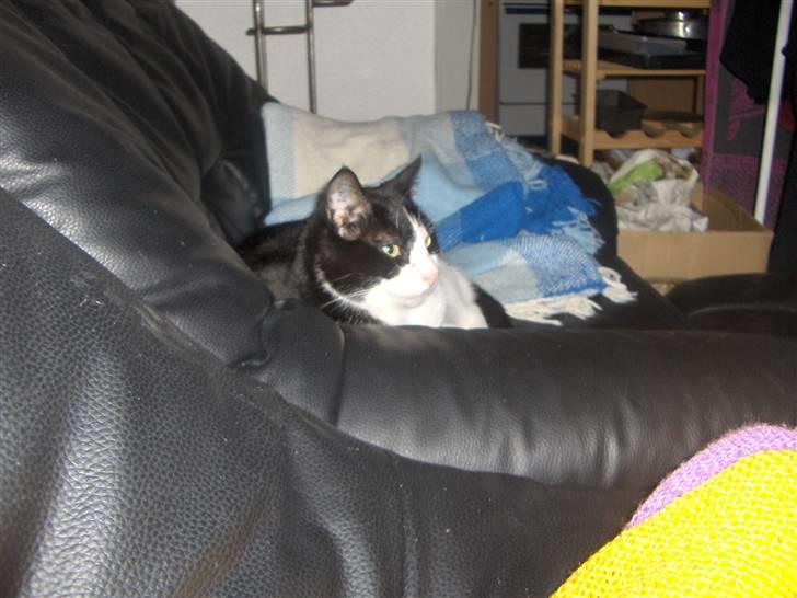 Huskat Elvis. kom hjem til søs.. billede 8