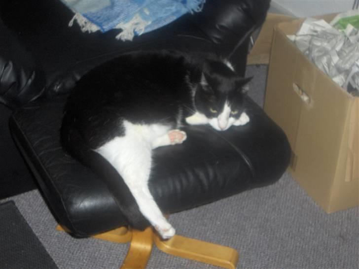 Huskat Elvis. kom hjem til søs.. billede 9