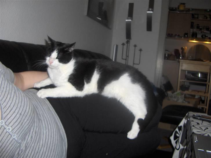 Huskat Elvis. kom hjem til søs.. billede 10