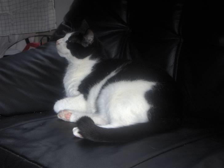 Huskat Elvis. kom hjem til søs.. billede 11