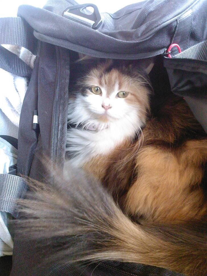 Blanding af racer Silke - april 08 billede 1