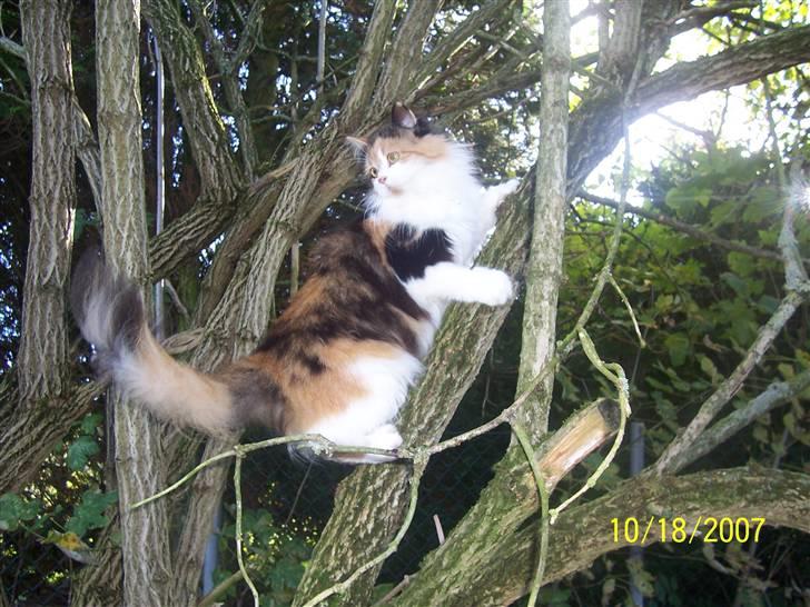Blanding af racer Silke - så er silke på opdagelse i træerne januar 08 billede 2