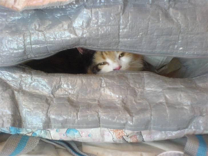 Blanding af racer Silke - hvor er den lille silke ?? billede 3