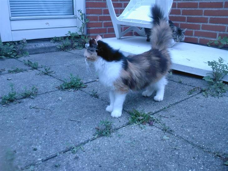 Blanding af racer Silke - hendes smukke hale og krop billede 4