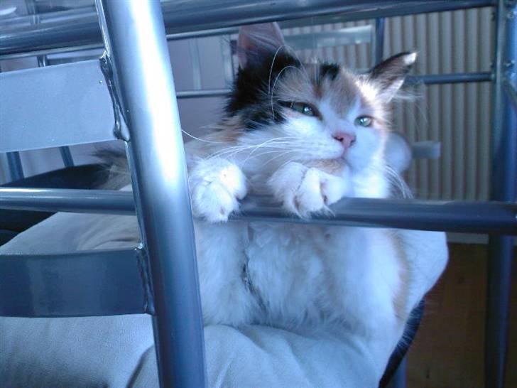 Blanding af racer Silke - fotokat januar 08 billede 5