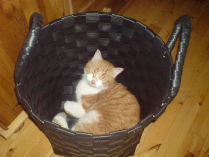 Blanding af racer Linus billede 11