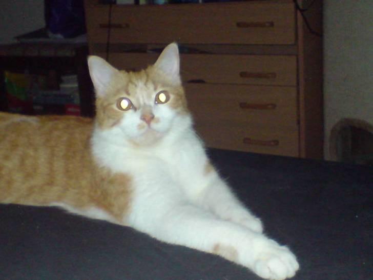 Blanding af racer Linus billede 13