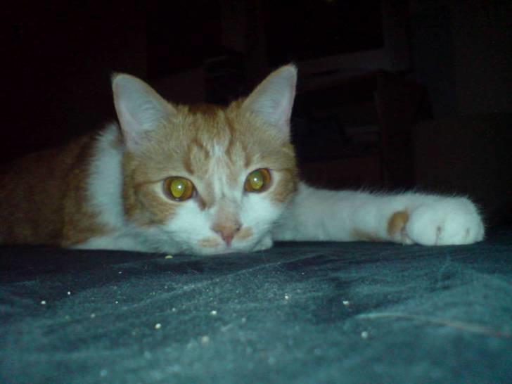 Blanding af racer Linus billede 14