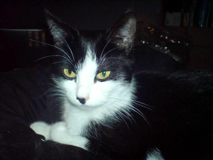 Huskat Puskina billede 8