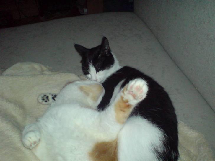 Huskat Puskina billede 9