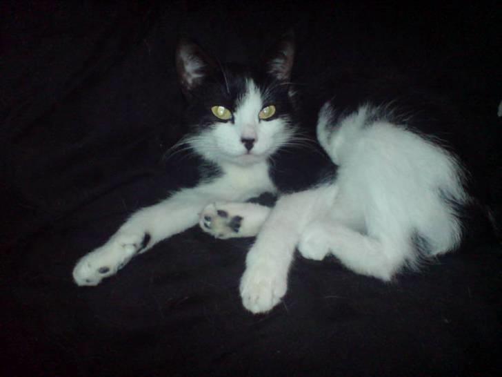 Huskat Puskina billede 10