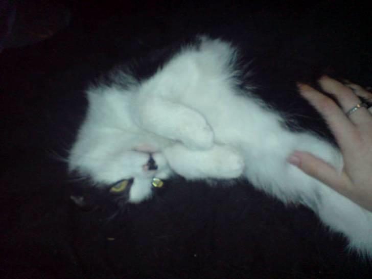 Huskat Puskina billede 11