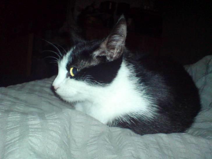 Huskat Puskina billede 12