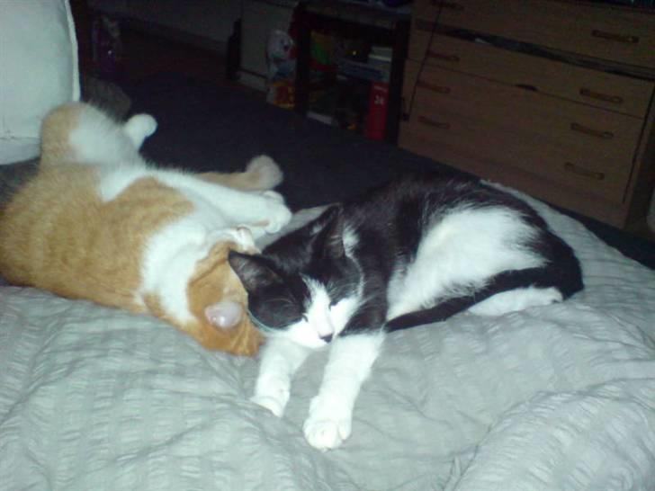 Huskat Puskina billede 13