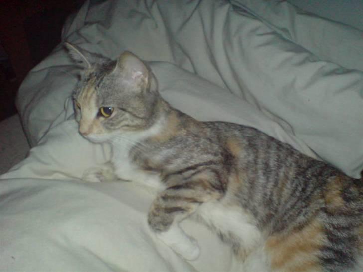 Huskat Freya billede 15