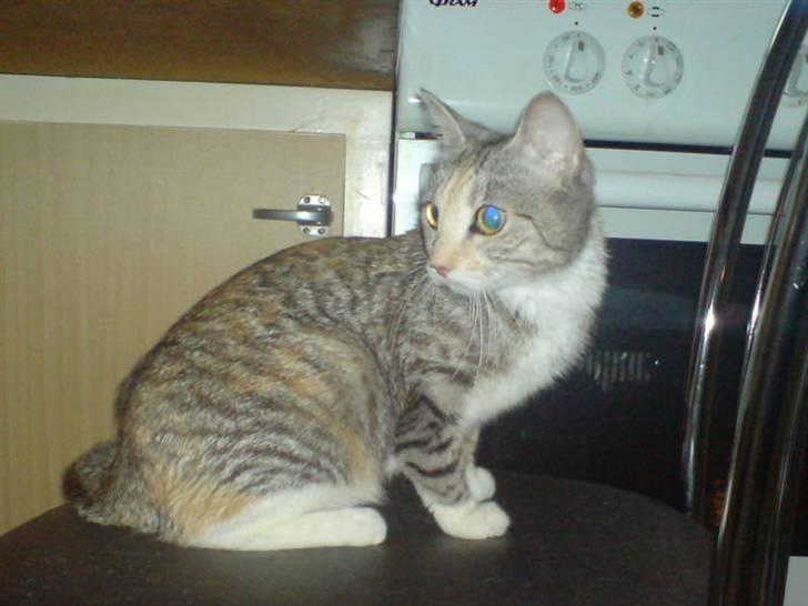 Huskat Freya billede 16