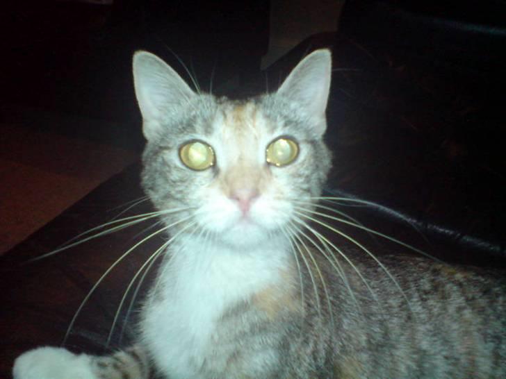 Huskat Freya billede 17