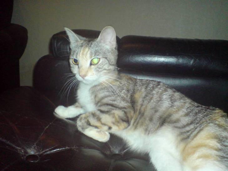 Huskat Freya billede 18