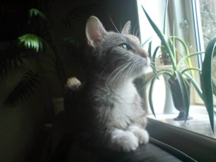 Huskat Freya billede 19