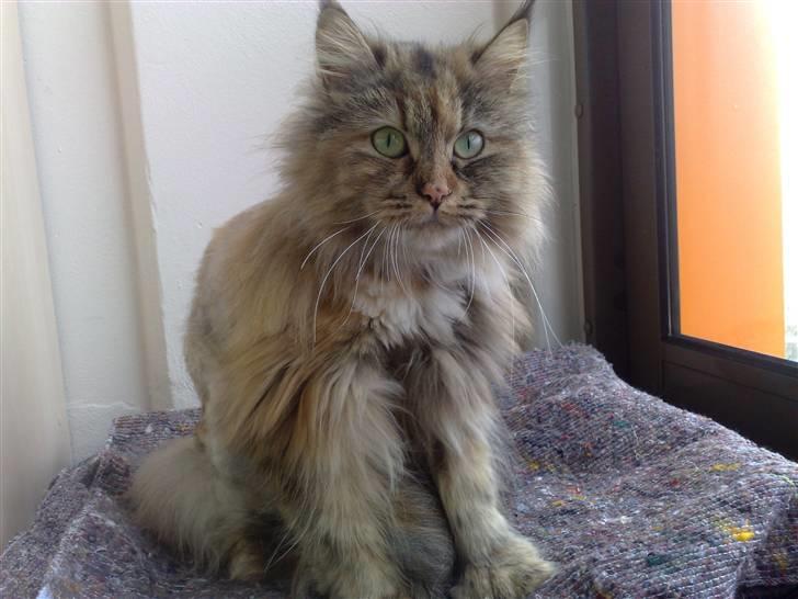 Maine Coon Daisy billede 1