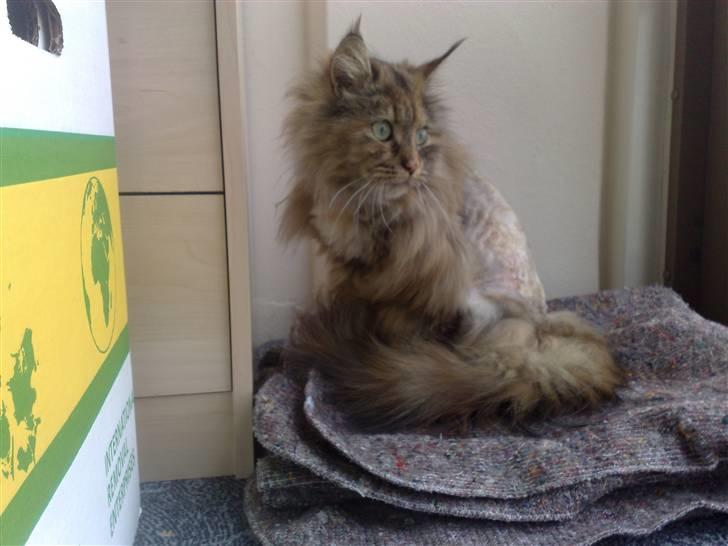 Maine Coon Daisy billede 2