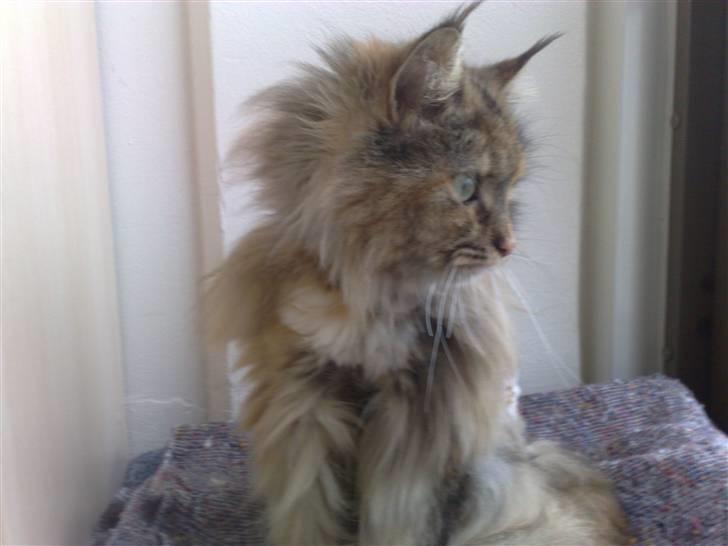 Maine Coon Daisy billede 3