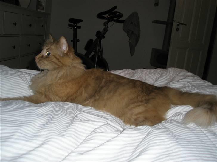 Norsk Skovkat Bacardi  billede 14