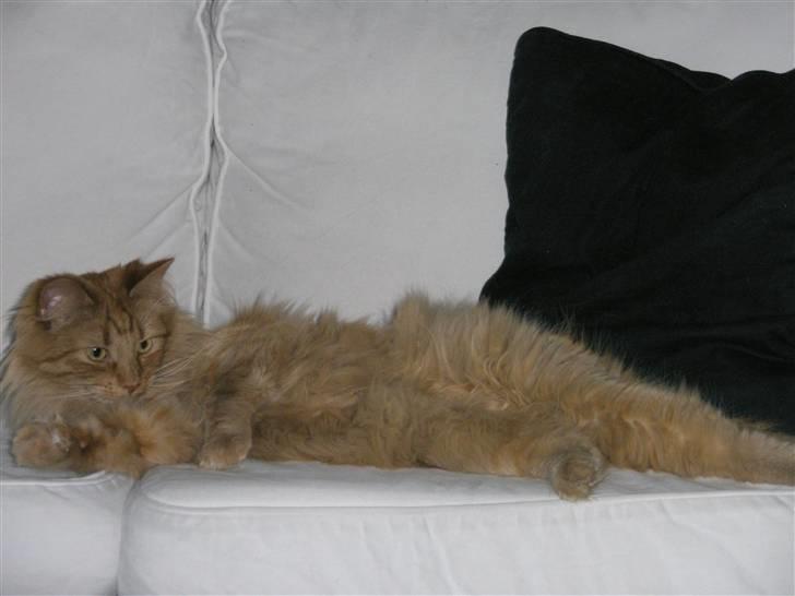 Norsk Skovkat Bacardi  billede 15