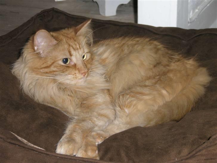 Norsk Skovkat Bacardi  billede 16