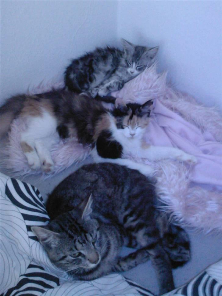 Blanding af racer Silke - det er mine tre katte med desværre er lille joggi og Ufffe blevet stjålet, savner dem meget, men godt jeg har silke tilbage <3 Mine tre missere billede 6