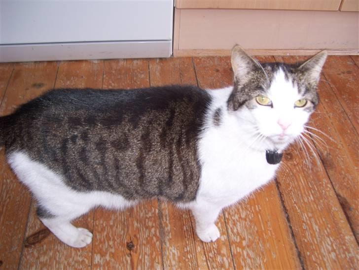 Huskat Totte billede 6