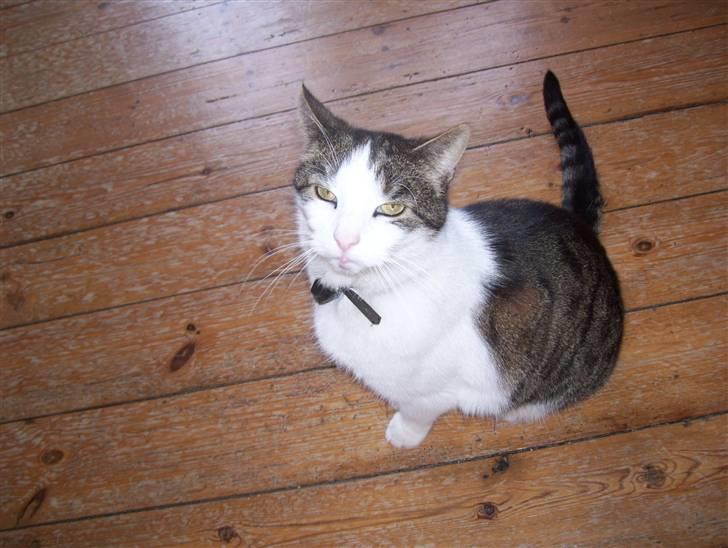 Huskat Totte billede 7