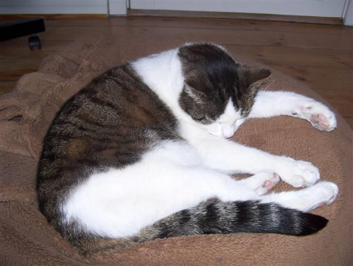 Huskat Totte billede 8