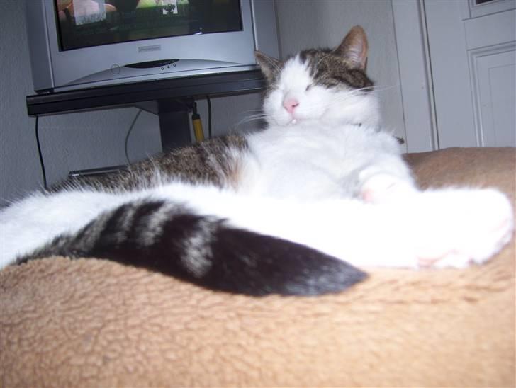 Huskat Totte billede 9