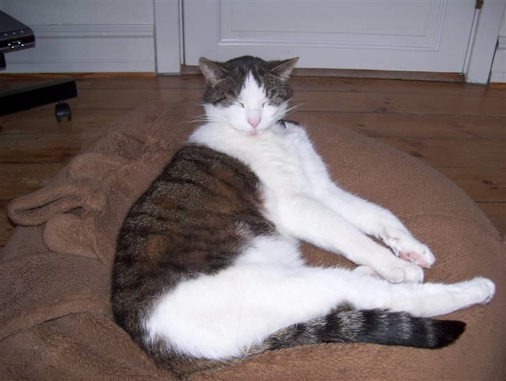 Huskat Totte billede 10