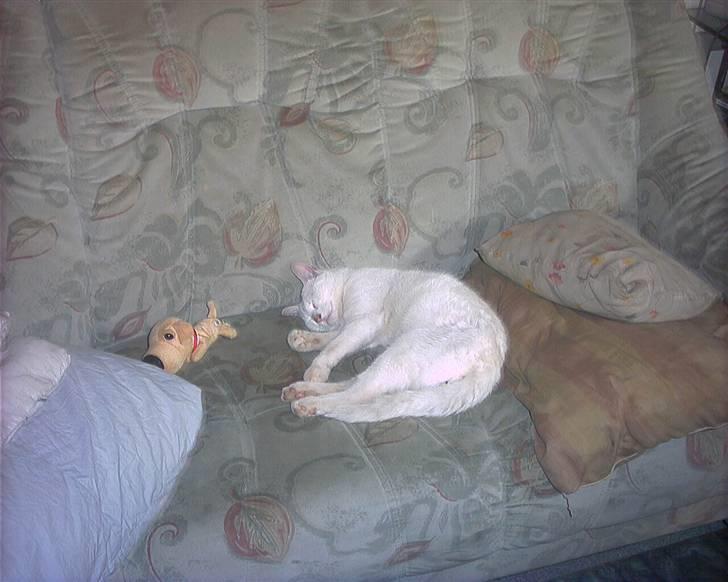 Huskat svend R:I:P 2006*    + billede 6